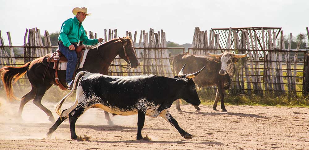 Van Hargis at work (photo courtesy of Horse & Rider Books)